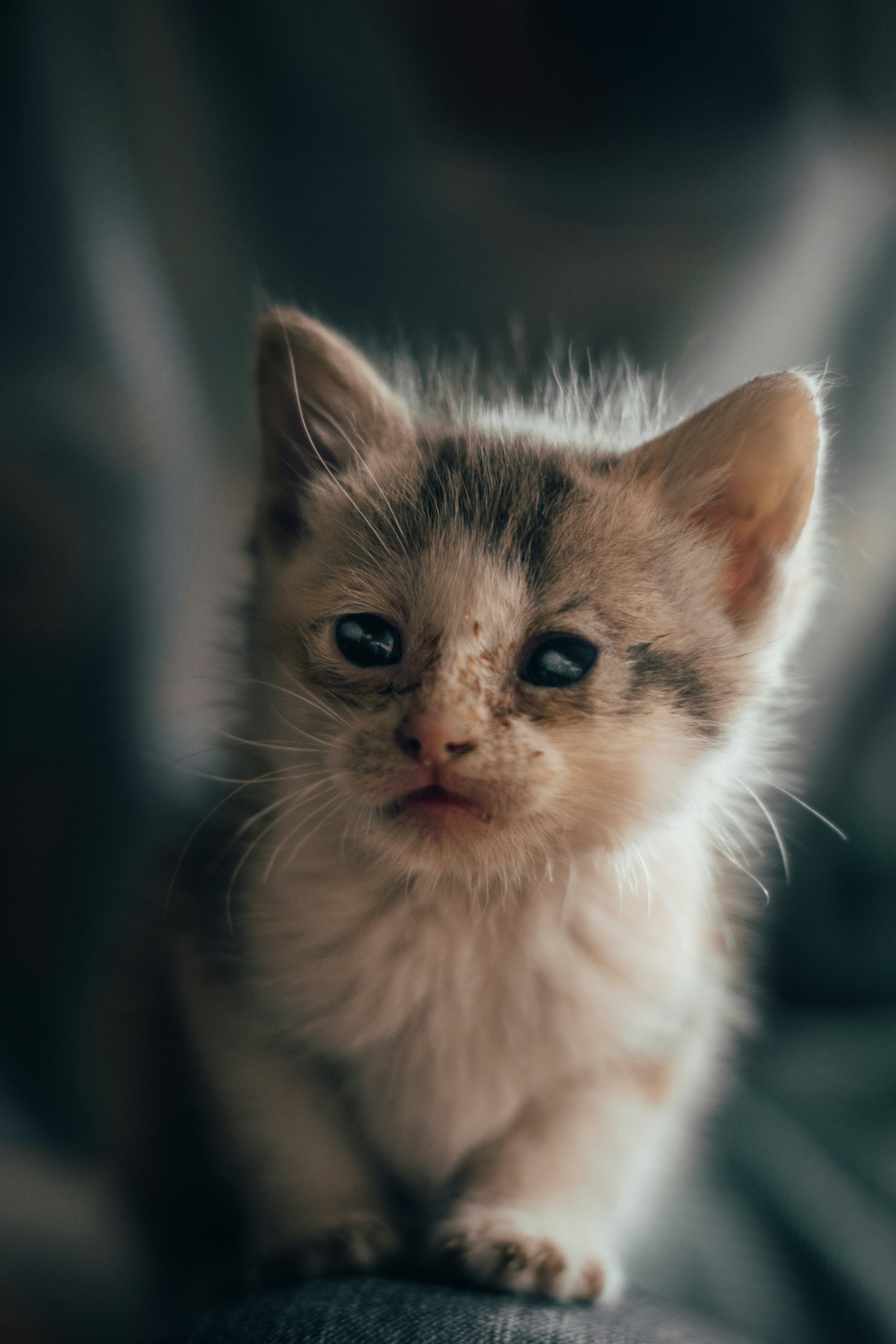 Concerned cat