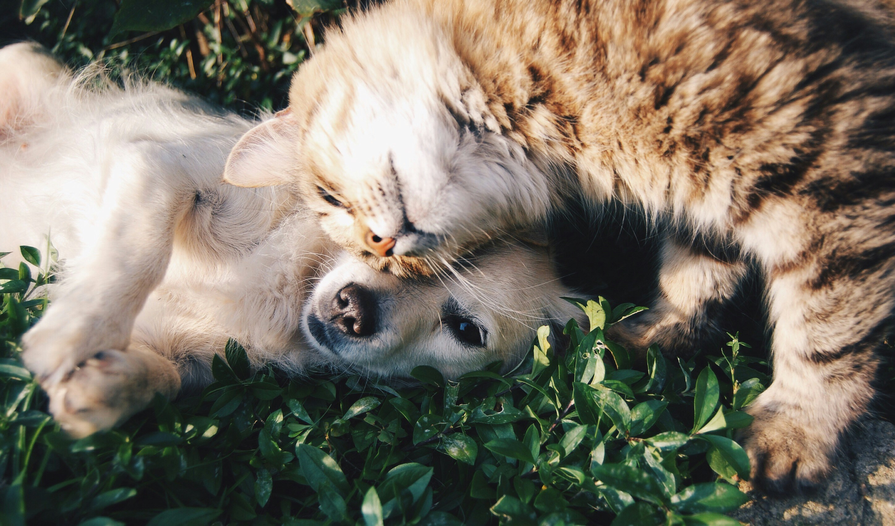 Dog scratching - determining if it's allergies, fleas, or infection