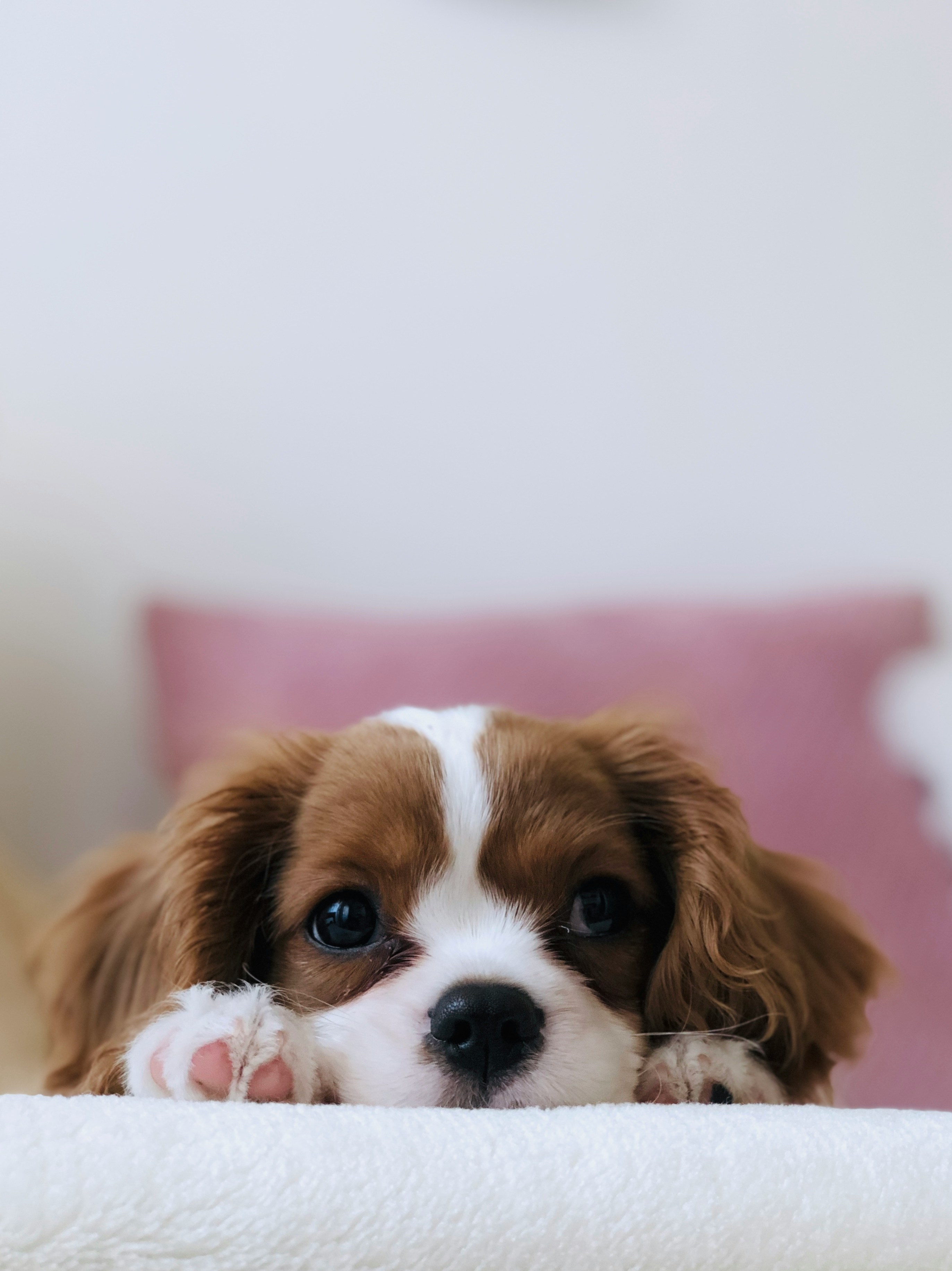 Puppy