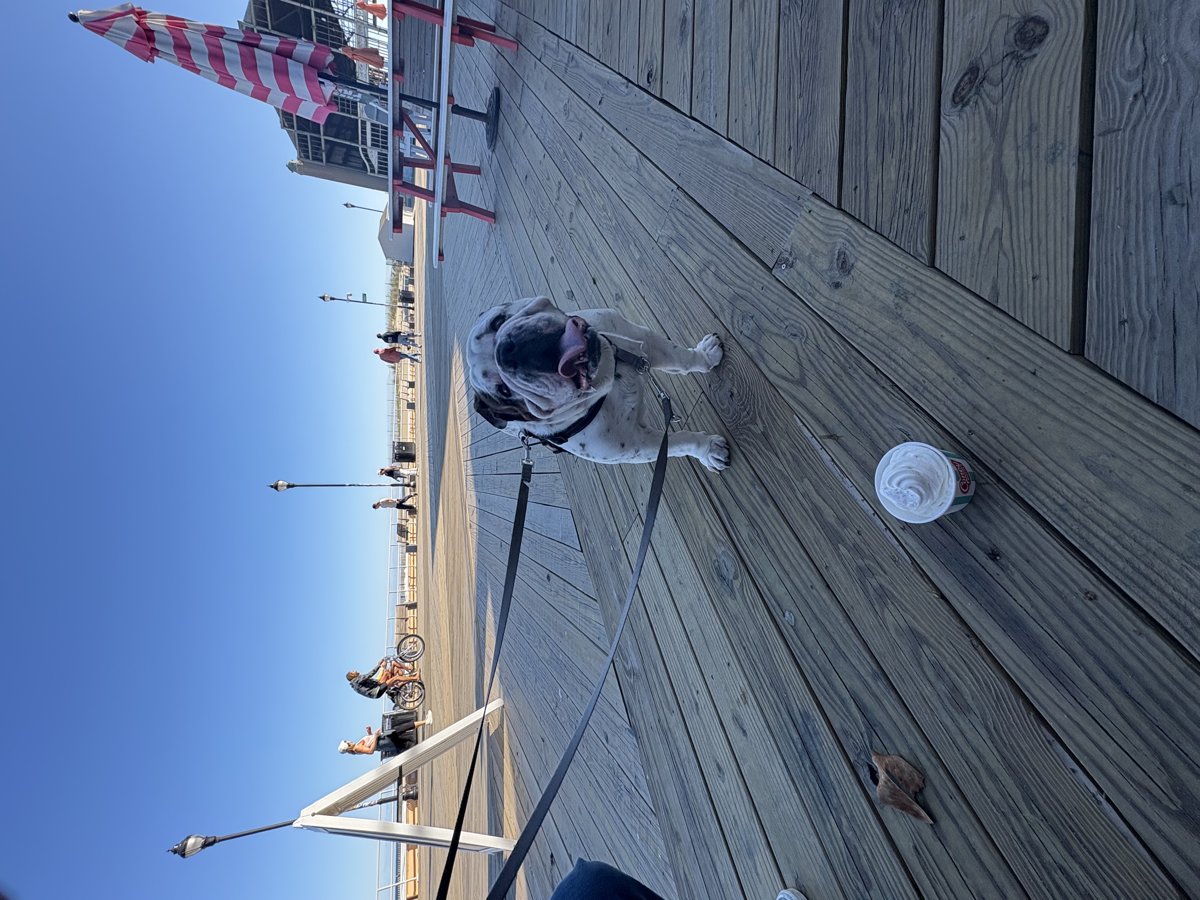 Happy Tails in action